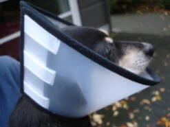 Flamingo Carcan Capo 31,5cm -Chien Fournitures Boutique 4627affe9c43143bc0a913756295bd573060085411c59cf34d156ed39bcde702