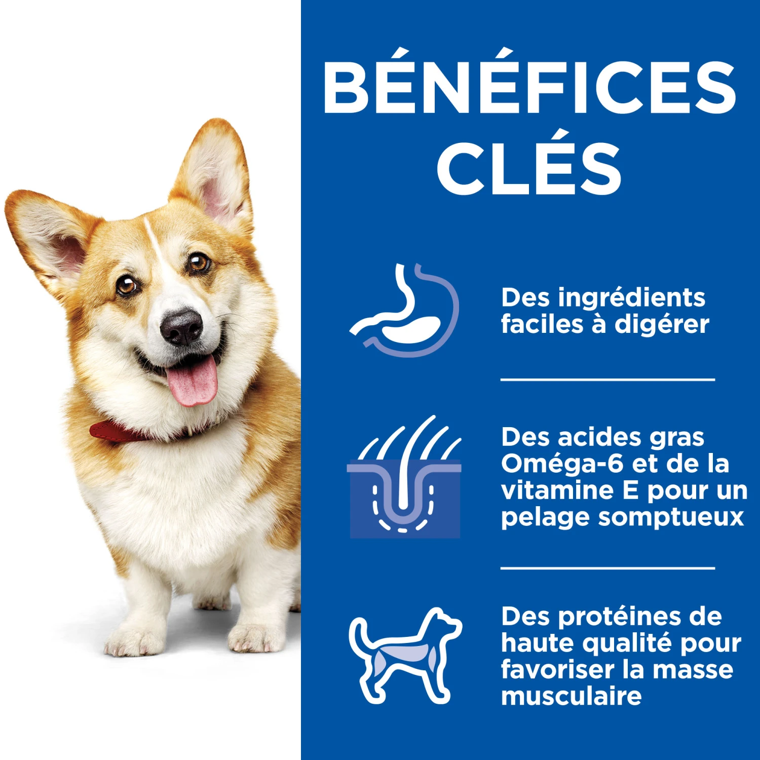 HILL'S SCIENCE PLAN HEALTHY CUISINE MIJOTÉS POUR CHIEN ADULTE SMALL & MINI AU POULET ET AU BŒUF 12X80G 9 HILL'S SCIENCE PLAN HEALTHY CUISINE MIJOTÉS POUR CHIEN ADULTE SMALL & MINI AU POULET ET AU BŒUF 12X80G – Image 9
