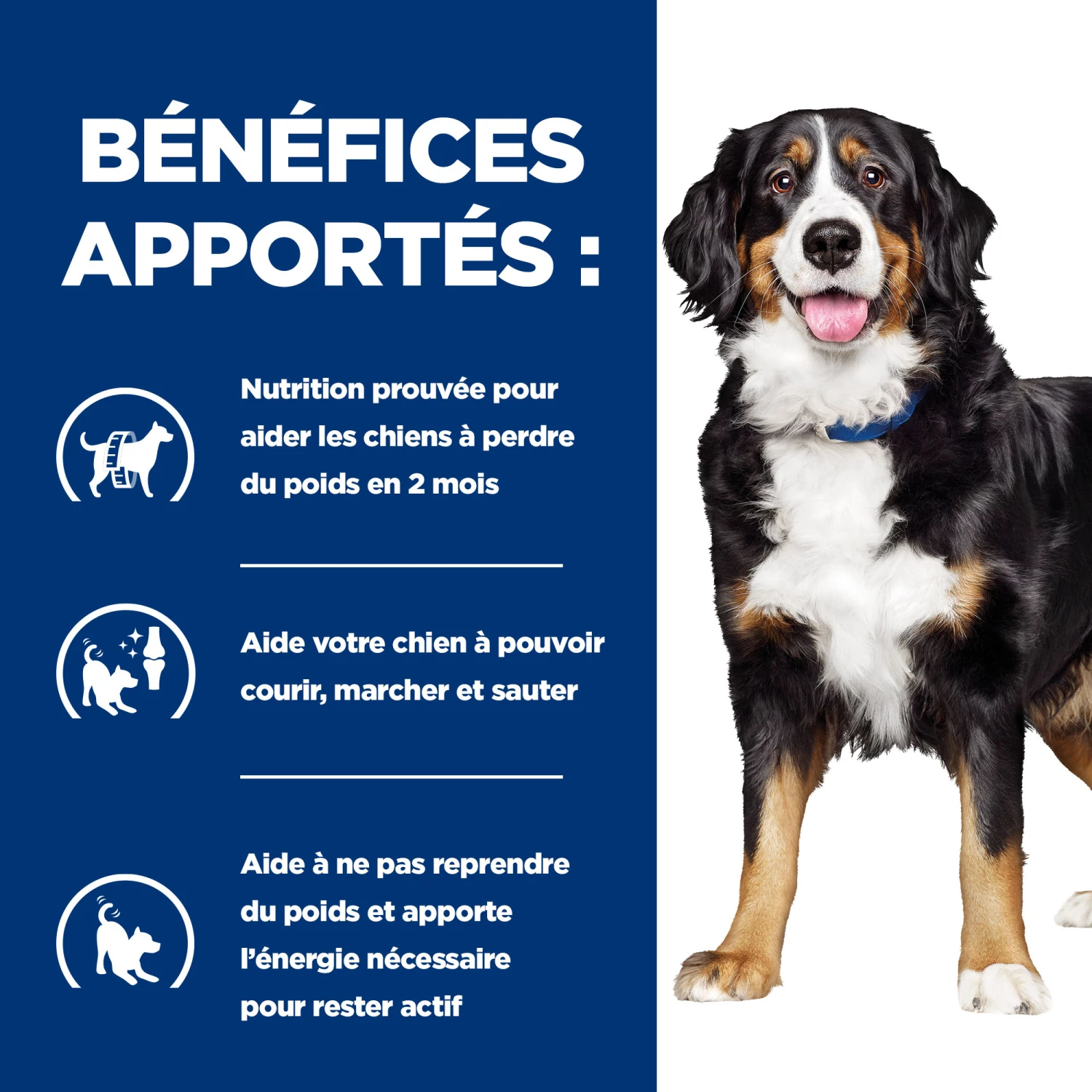 HILL'S PRESCRIPTION DIET METABOLIC + MOBILITY GESTION DU POIDS BOÎTES POUR CHIEN 12X370G 3 HILL'S PRESCRIPTION DIET METABOLIC + MOBILITY GESTION DU POIDS BOÎTES POUR CHIEN 12X370G – Image 3