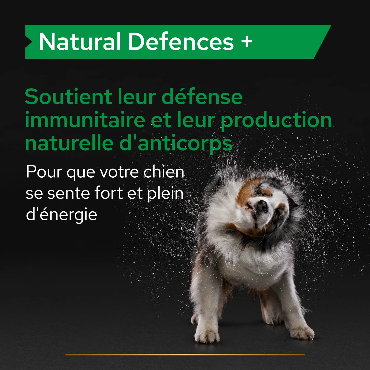 Purina PRO PLAN NATURAL DEFENSES+ CHIEN ALIMENT COMPLEMENTAIRE - 67G 6 Purina PRO PLAN NATURAL DEFENSES+ CHIEN ALIMENT COMPLEMENTAIRE - 67G – Image 6