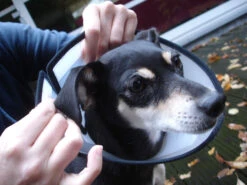 Flamingo Carcan Capo 38,5cm -Chien Fournitures Boutique ab52d58ec1c7dcb55539e95597d9aa4db2bd9831d7666a9f69302590f67bae73