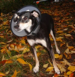 Flamingo Carcan Capo 38,5cm -Chien Fournitures Boutique b54c899084ba46427dff498ec39601600e6a1a93344b026b15e22d58b5743e36