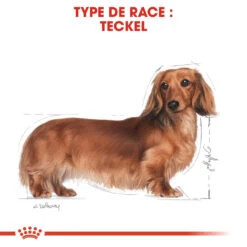 Royal Canin Teckel Adult Pour Chien 7,5kg 9 Royal Canin Teckel Adult Pour Chien 7,5kg -Chien Fournitures Boutique royal canin teckel adult dachshund teckel dachshund 3